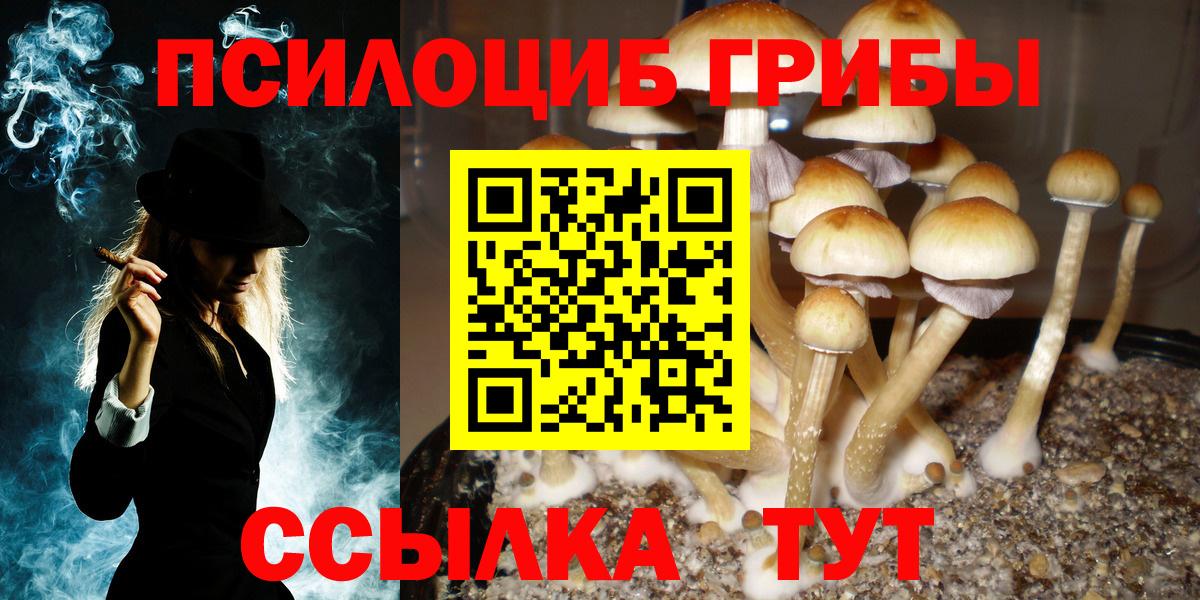 Псилоцибиновые грибы мицелий  Вход с VPN  даркнет сайт  Светлоград  Псилоцибиновые грибы Psilocybe 